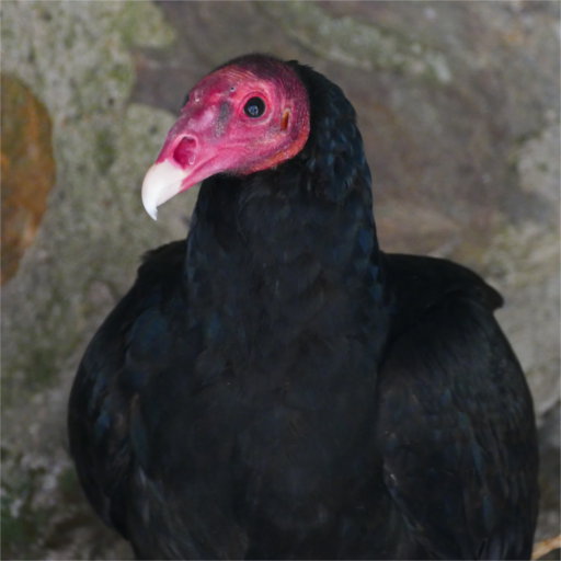 Die Raubvogel Im Park La Volerie Des Aigles