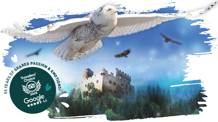 Header-Volerie-des-aigles-EN-2023 Header-Volerie-des-aigles-EN-2023
