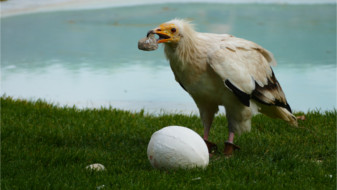 La Volerie Des Aigles Parc Animalier Alsace