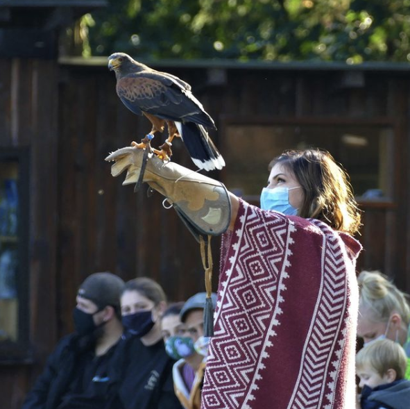 Volerie des Aigles Alsace - Bonjour Alsace Volerie des Aigles Alsace - Bonjour Alsace