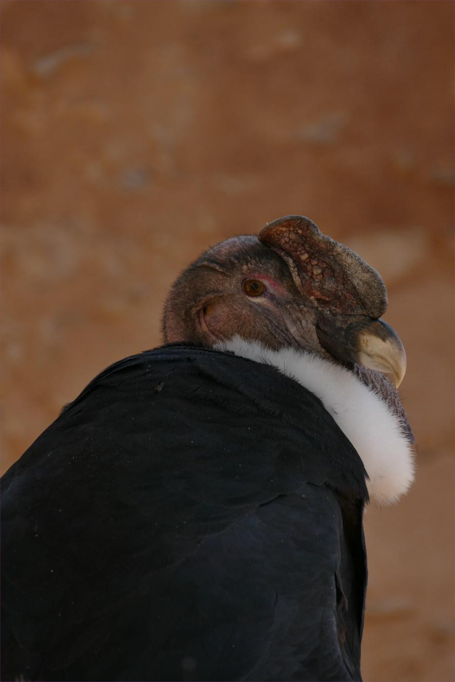 image8 image8
